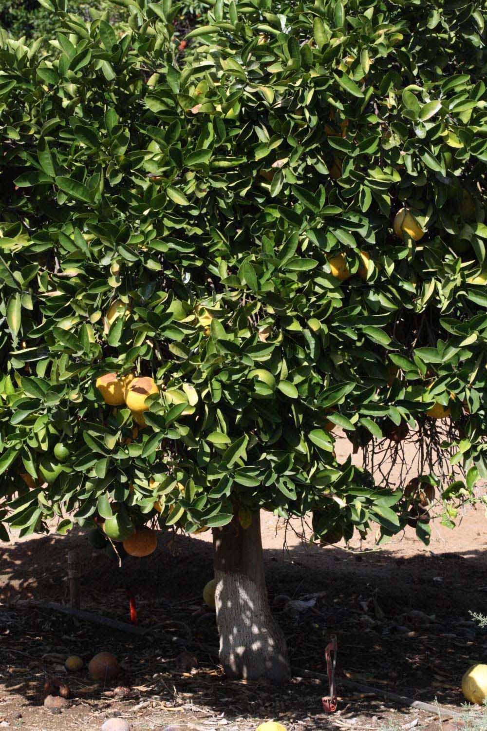            Habit (Riverside, CA)   